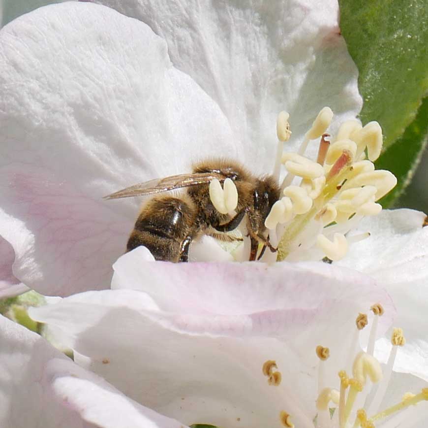 Honigbiene beim Sammeln von Nektar und Pollen (Foto: U. Nell) Nahaufnahme einer Honigbiene auf weißer Blüte (Foto: U. Nell)