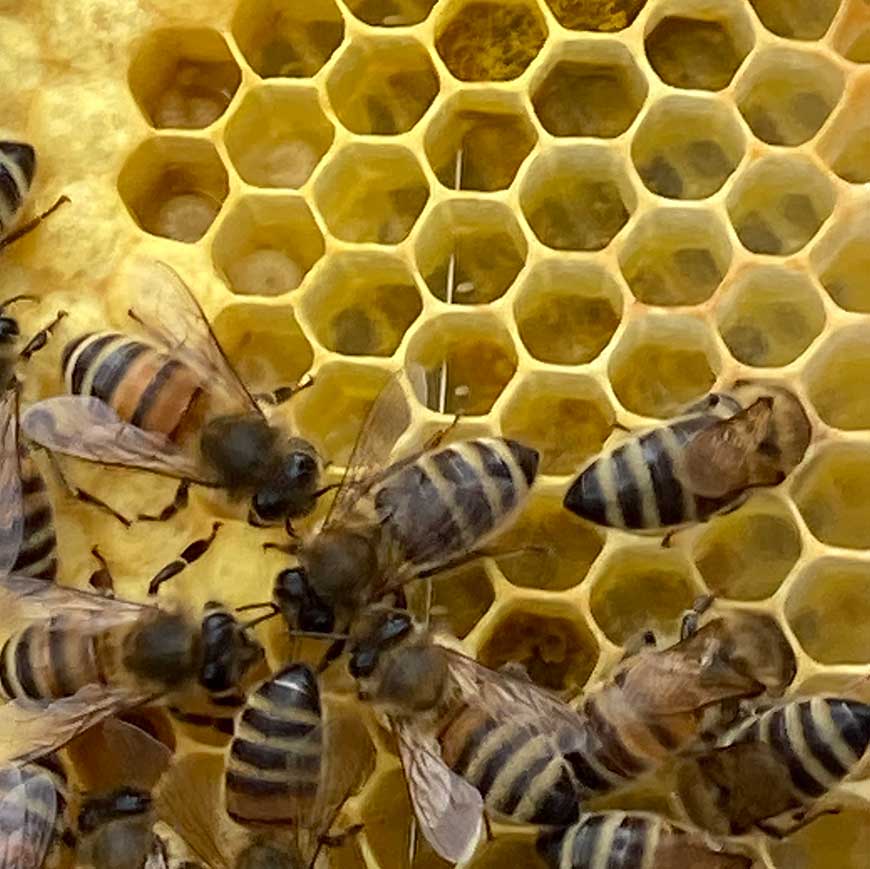 Bienen, Stifte und verdeckelte Brut (Foto: U. Nell) Bienenwabe im Detail mit Bienen und verschiedenen Brutstadien.