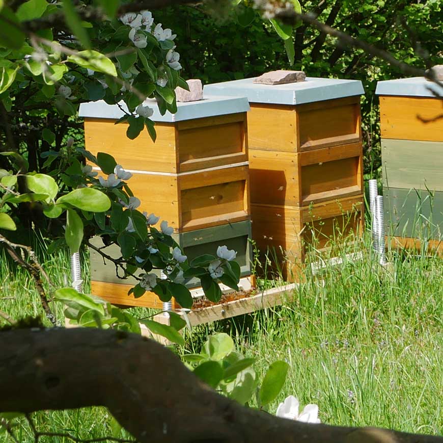Bienenstände (Foto U. Nell) Drei Bienenvölker im Frühjahr (Foto U. Nell)