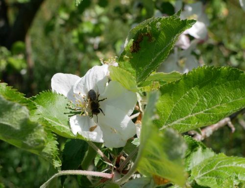 Ein Jahr mit den Bienen