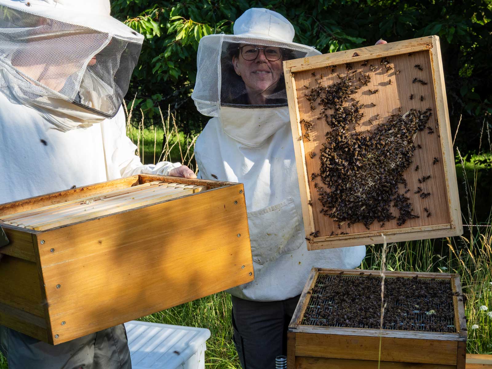 Auf der Unterseite der Bienenflucht haben sich viele Bienen versammelt. Familienimkerei Summ & Selig (Foto: M. Großmann)