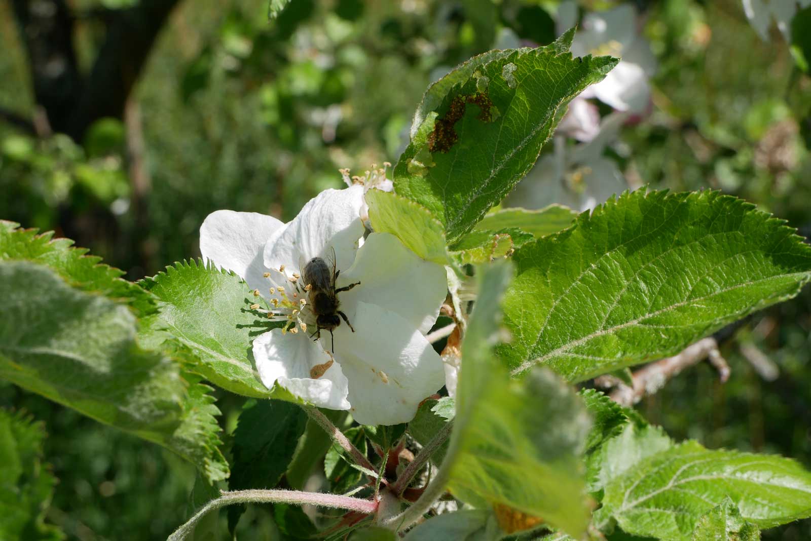 Biene auf einer Apfelblüte (Foto: U.Nell)