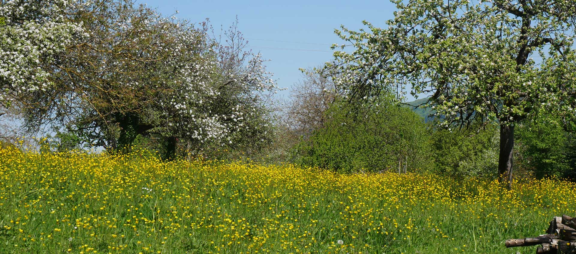 Eine Streuobstwiese mit blühenden Obstbäumen im Frühjahr (Foto: U. Nell)