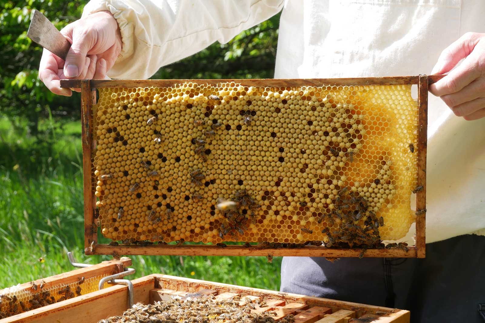 Hier wachsen Drohnen, männliche Bienen, heran (Foto: M. Großmann) Eine Wabe, auf der viele männliche Bienen, Drohnen genannt, bebrütet werden (Foto: M. Großmann)