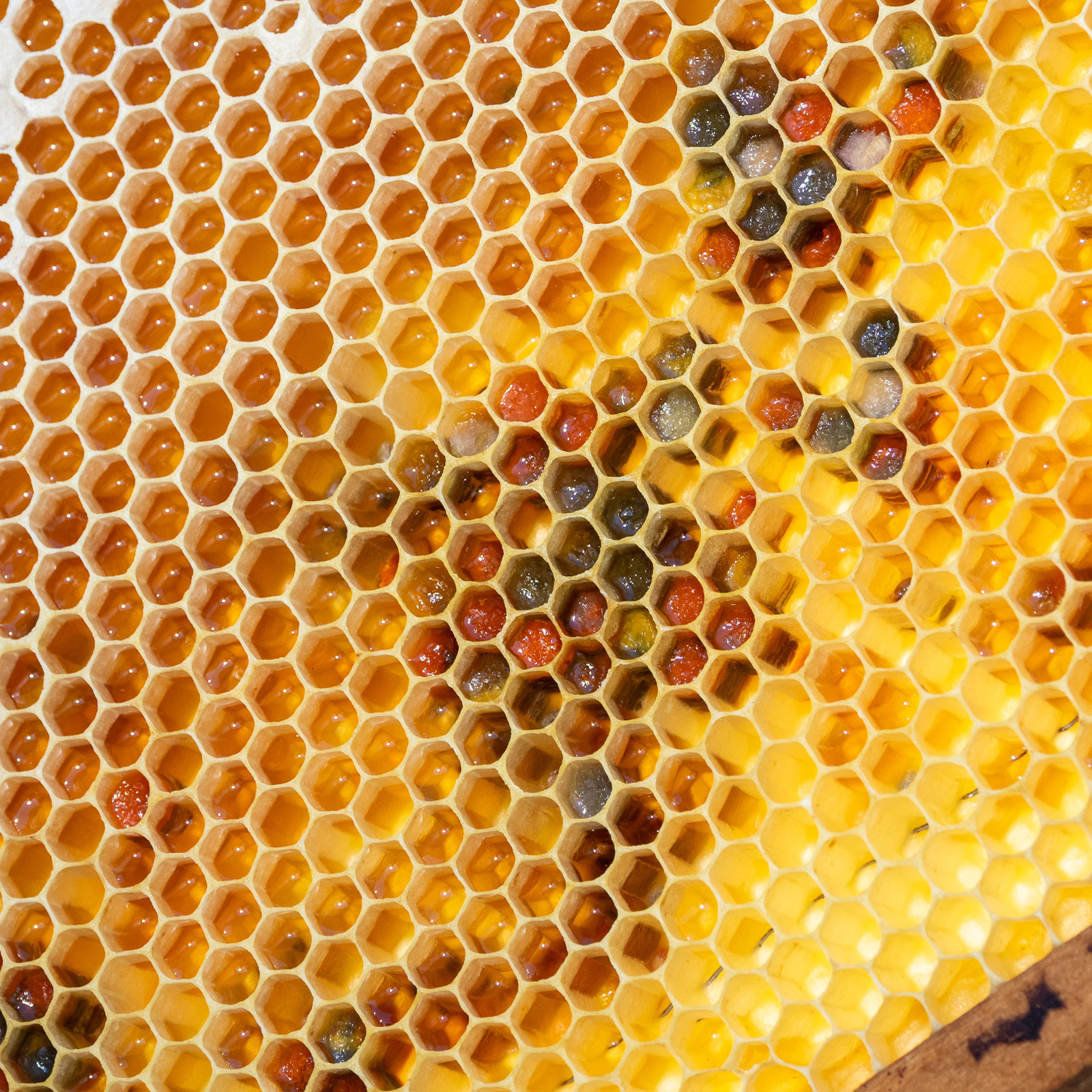 Wabe mit Nektar und Pollen (Foto: M. Großmann) Detailfoto einer Wabe mit Honig und Pollen. Imkerei Summ und Selig (Foto: M. Großmann)