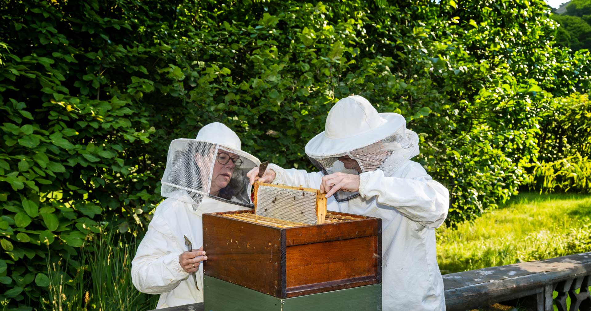 Durchsicht eines Bienenvolks der Familienimkerei Summ und Selig. (Foto: M. Großmann)