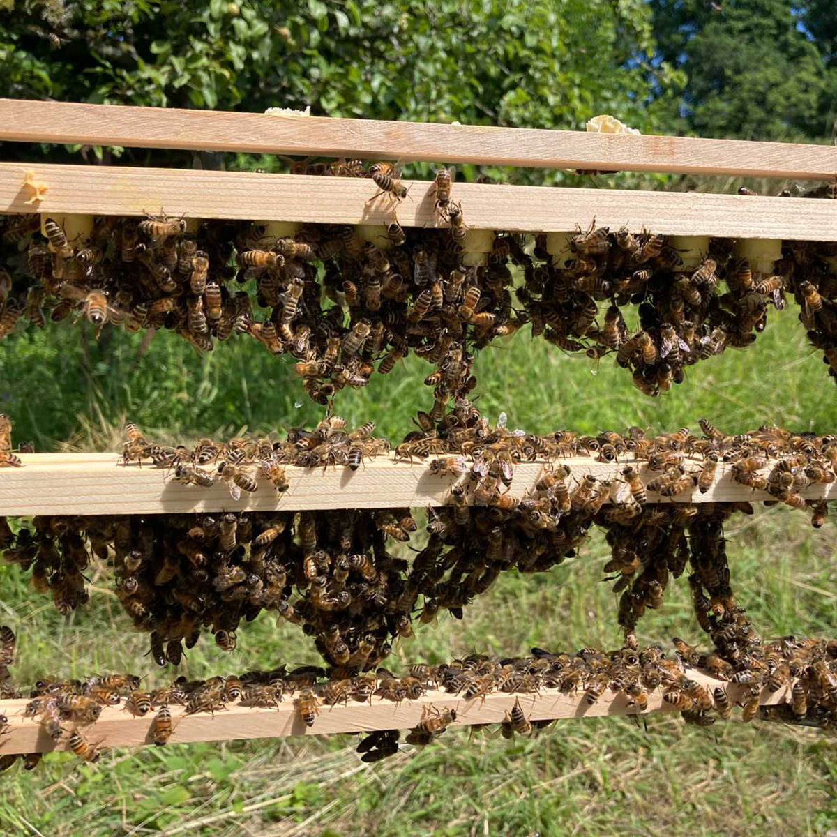 Zuchtrahmen für Königinnen (Foto: U. Nell) Zuchtrahmen für Bienenköniginnen, summ & selig, Familienimkerei (Foto: U. Nell)