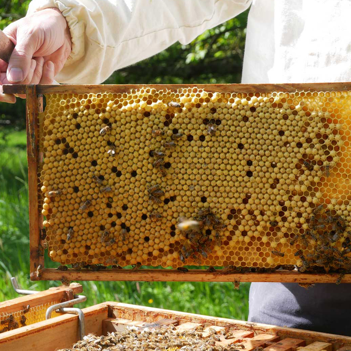 Hier wachsen Drohnen heran (Foto: M. Großmann) Eine Wabe auf der viele männliche Bienen, Drohnen genannt, bebrütet werden (Foto: M. Großmann)