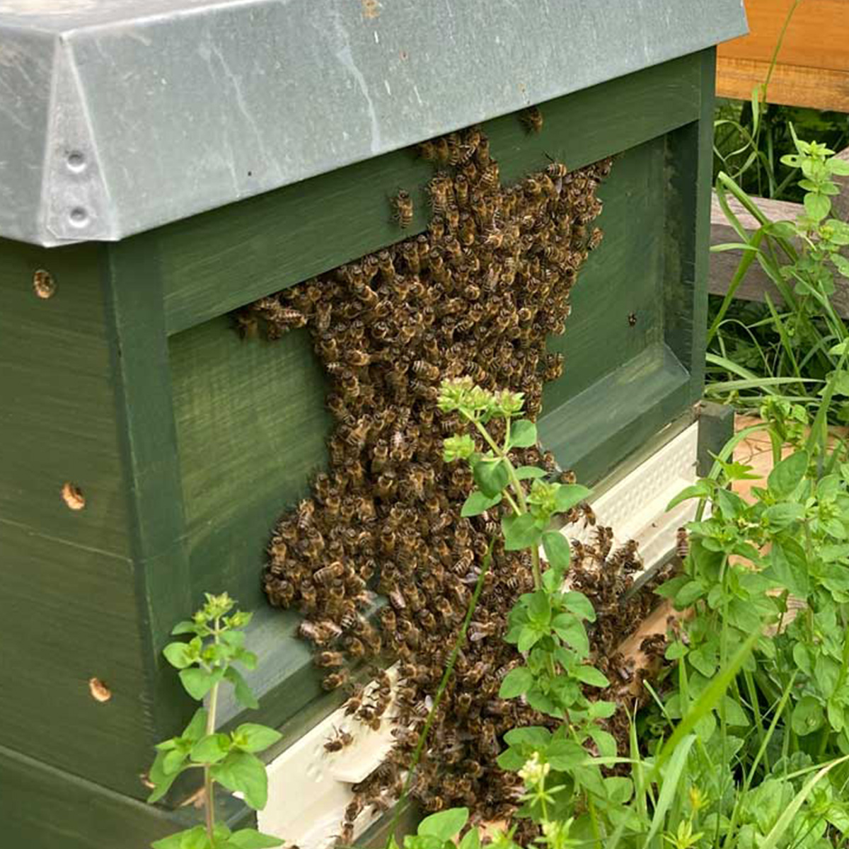 Es ist heiß! Bienen hängen vor ihrer Beute ab (Foto: U. Nell) Eine grüne Bienenbeute, vor der eine Traube Bienen hängt (Foto: U. Nell)