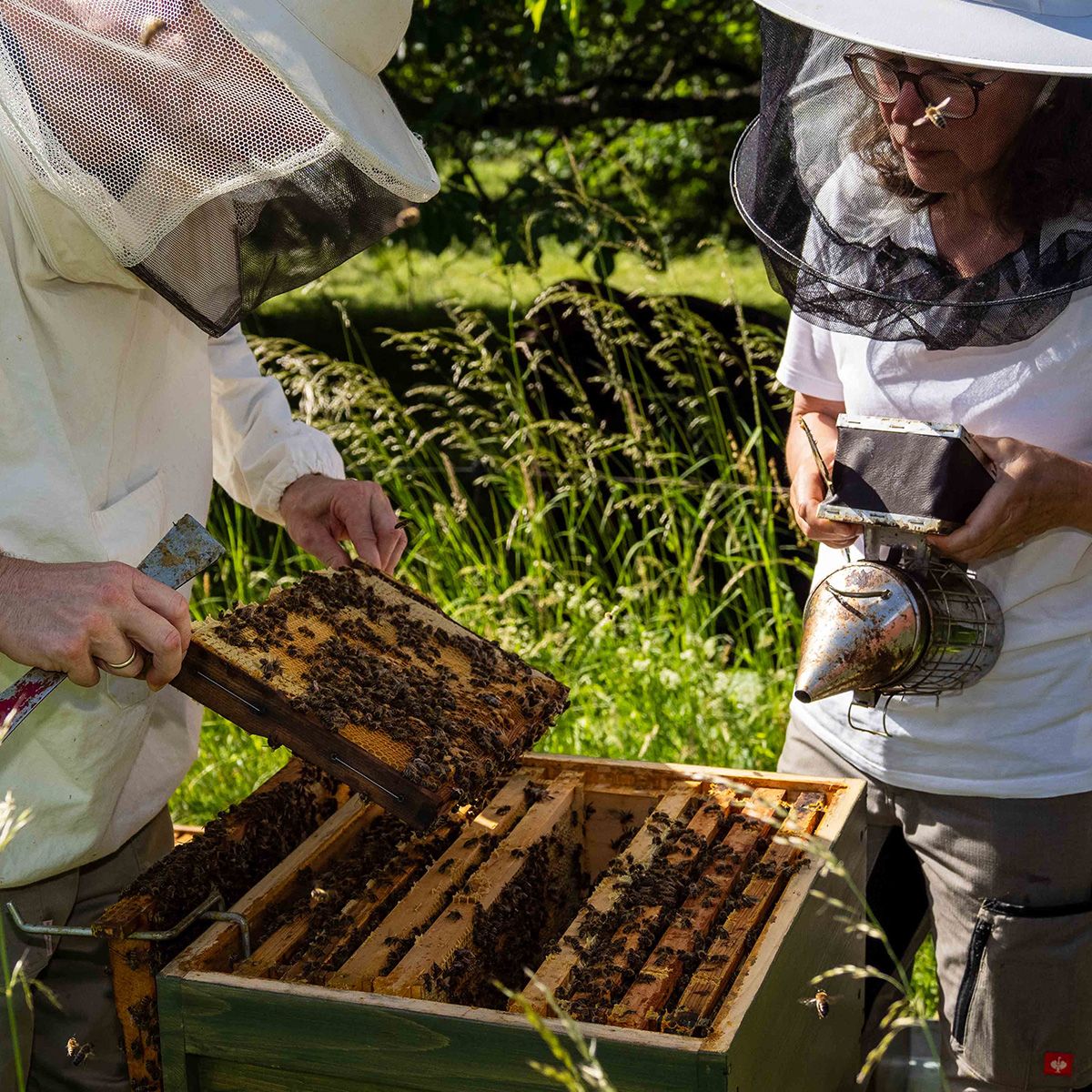 Manchmal wird ein Smoker benötigt (Foto: M. Großmann) Durchsich eines Bienenvolkes. Ein Imker hält die Wabe, die Imkerin hält den Smoker (Foto: M. Großmann)