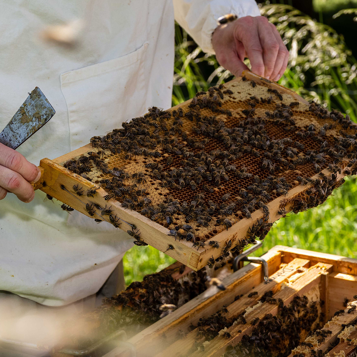 Ein Großteil der Bienenbrut ist geschlüpft (Foto: M. Großmann) Eine Bienenwabe, auf der von außen nach innen betrachtet folgendes zu erkennen ist: Honigkranz oben, dieser umgibt verdeckelte Brut. Innen Zellen, aus denen bereits die Brut geschlüpft ist (Foto: M. Großmann)