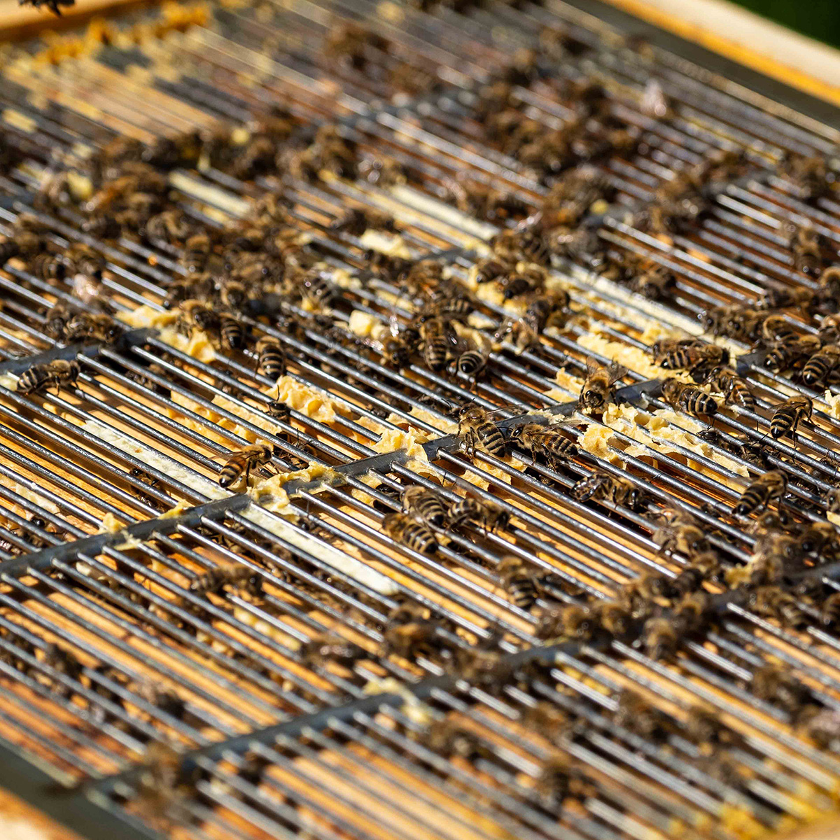 Bienen krabbeln auf einem Gitter auf ihrer Beute (Foto: M. Großmann) Aufsicht auf einen Bienstock. Bienen. Absperrgitter (Foto: M. Großmann)