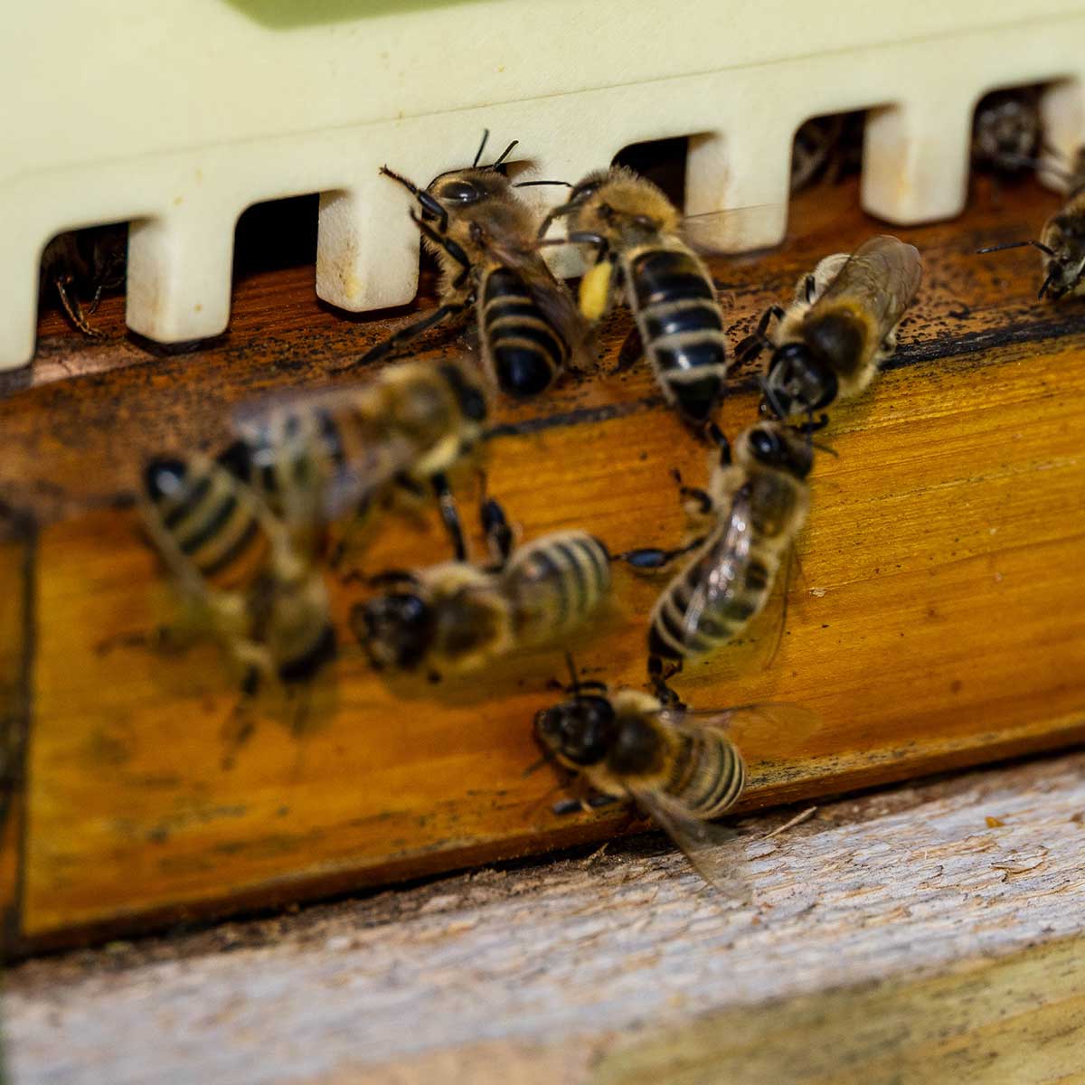 Ankommende Bienen vor dem Flugloch (Foto: M. Großmann) Ankommende Bienen vor dem Flugloch (Foto: M. Großmann)