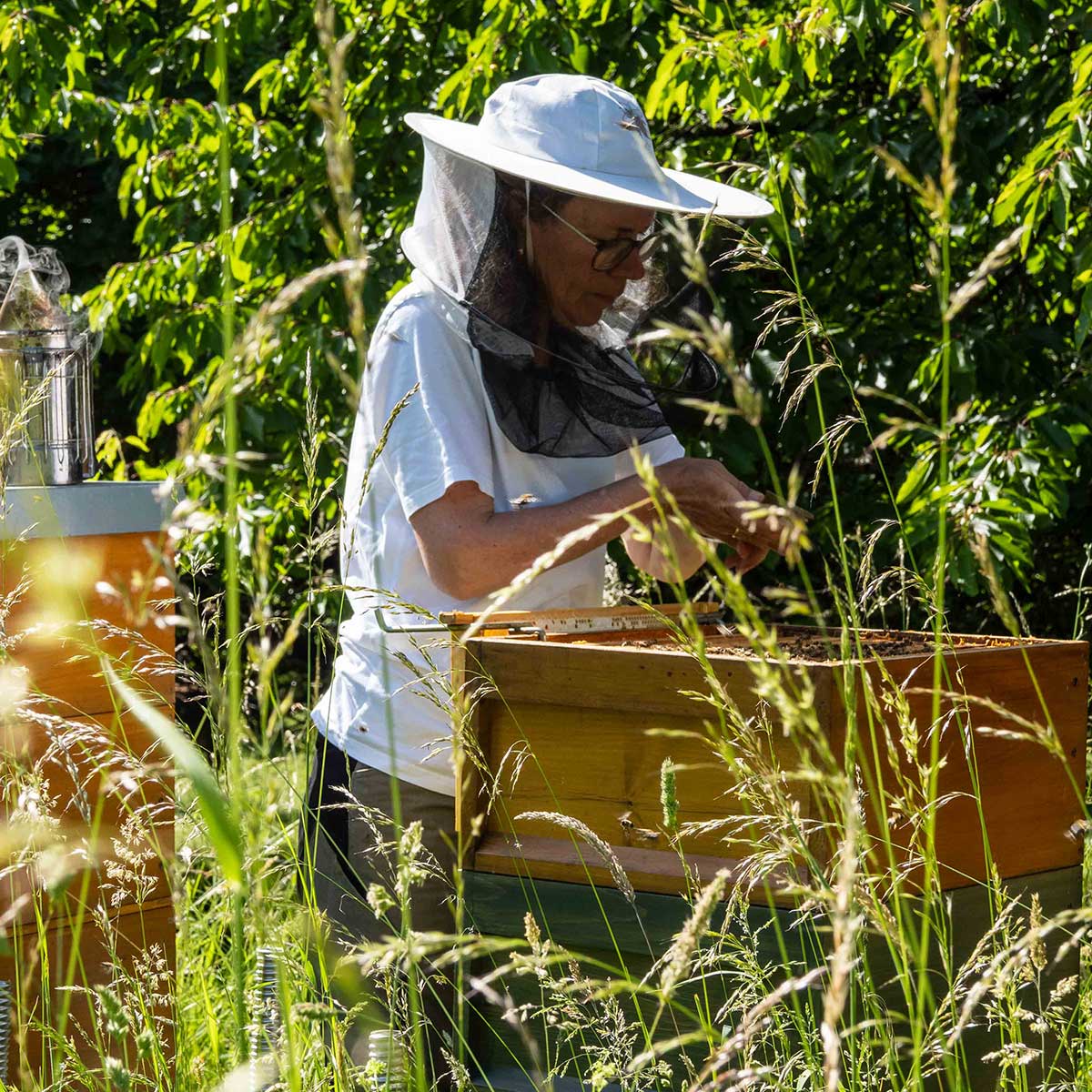 (Foto: M. Großmann) Stimmungsbild: Imkerin arbeitet an einem Bienenvolk (Foto: M. Großmann)