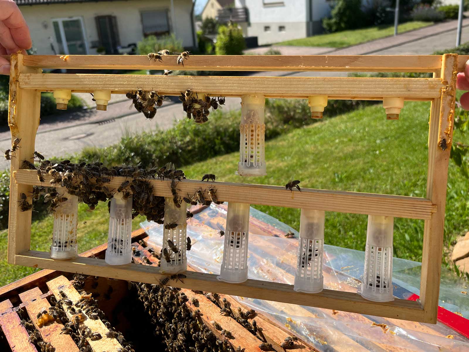 Königinnenzucht im Zuchtrahmen (Foto: U. Nell) Königinnenzucht im Zuchtrahmen, summ und selig, Familienimkerei