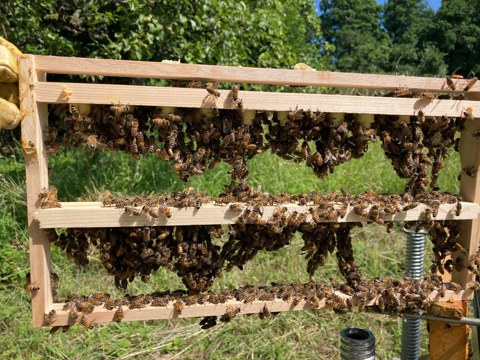 Zuchtrahmen für Bienenköniginnen, summ & selig, Familienimkerei (Foto: U. Nell)