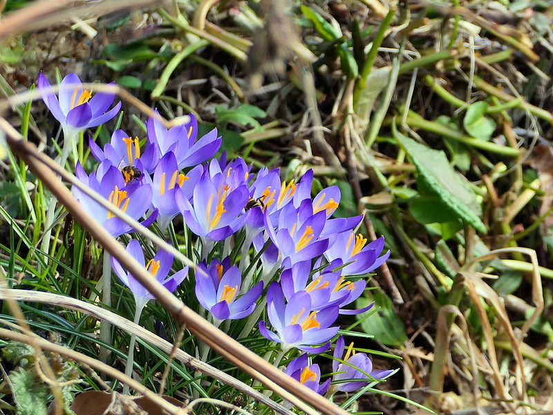 Violettfarbener Elfen-Krokus. Er blüht von Februar bis April. Foto: Grudrun Treiber/www.naturgucker.de
